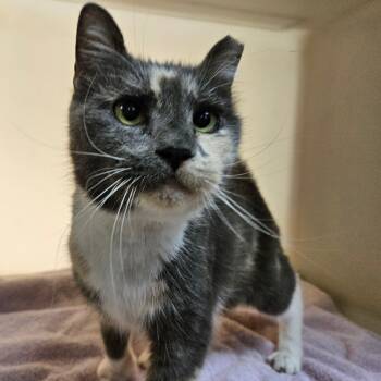 Rescue Domestic Short Hair Cats for Adoption in Harrisonburg, Virginia - Beatrice | PetCurious