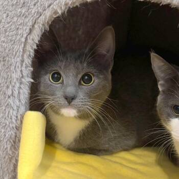 Domestic Short Hair Cats Available for Adoption - Quiche | PetCurious