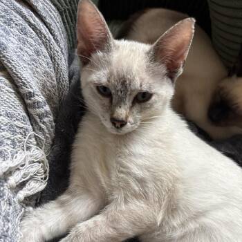 May -  Siamese Cat for Adoption in NEW PT RICHEY, Florida - May | PetCurious