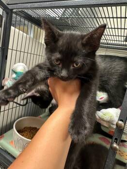 Raiden -  Domestic Short Hair Cat for Adoption in Blountville, Tennessee - Raiden | PetCurious