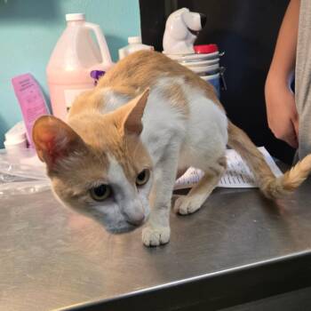 Rescue Domestic Short Hair Cats for Adoption in Graham, Texas - Goldfish | PetCurious