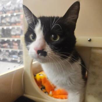 Domestic Short Hair Cats Available for Adoption - Blaise | PetCurious