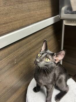Nick -  Bombay Cat for Adoption in Naples, Florida - Nick | PetCurious