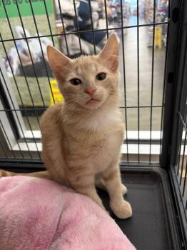 MONTEZUMO -  Domestic Short Hair Cat for Adoption in Smithtown, New York - MONTEZUMO | PetCurious