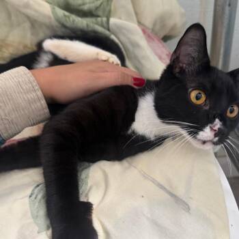 Chili -  American Shorthair Cat for Adoption in Brea, California - Chili | PetCurious