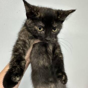 Guava -  Domestic Short Hair Cat for Adoption in Indianapolis, Indiana - Guava | PetCurious