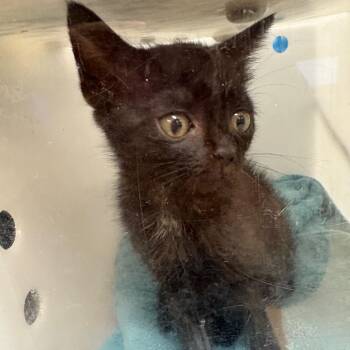 Domestic Short Hair Cats Available for Adoption in Columbus, Georgia - 05/12/2026-Stray-BillingsRoad | PetCurious