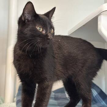 Winifred -  Domestic Short Hair Cat for Adoption in Matteson, Illinois - Winifred | PetCurious