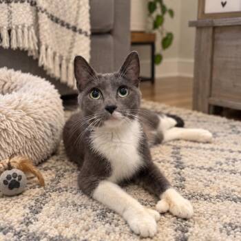 Momma Muffin -  Extra Toes Cat Hemingway Polydactyl and Domestic Short Hair Cat for Adoption in Medford Lakes, New Jersey - Momma Muffin | PetCurious
