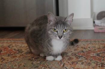 Dani -  American Shorthair Cat for Adoption in Wilmington, North Carolina - Dani | PetCurious