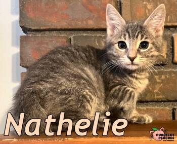 Nathelie -  Domestic Short Hair Cat for Adoption in Douglasville, Georgia - Nathelie | PetCurious