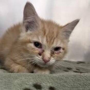 Nacho -  Domestic Short Hair Cat for Adoption in Gloucester, Virginia - Nacho | PetCurious