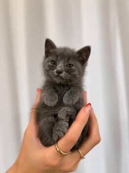 CAROLINA GOLD -  Russian Blue and Domestic Short Hair Cat for Adoption in Columbus, Ohio - CAROLINA GOLD | PetCurious