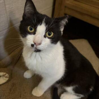 Target Tucker -  Domestic Short Hair Cat for Adoption in Knoxville, Tennessee - Target Tucker | PetCurious
