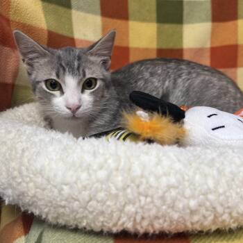 Opie -  Domestic Short Hair Cat for Adoption in Fountain Hills, Arizona - Opie | PetCurious