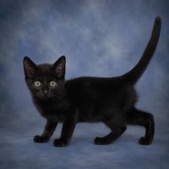 Leonard -  Domestic Medium Hair and Domestic Short Hair Cat for Adoption in Taylorsville, North Carolina - Leonard | PetCurious