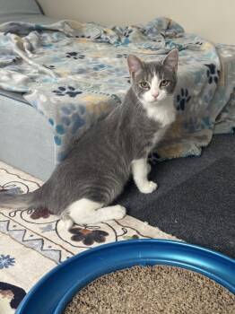 Thumper -  Domestic Short Hair and Tabby Cat Available for Adoption - Thumper | PetCurious