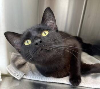 Domestic Short Hair Cats Available for Adoption in Westland, Michigan - Abyssalon | PetCurious