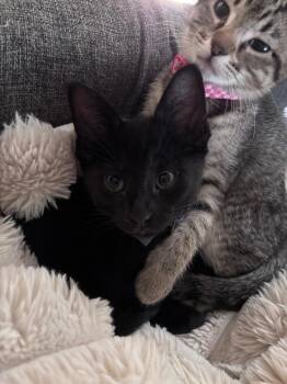 Squirt -  Domestic Short Hair Cat for Adoption in Richardson, Texas - Squirt | PetCurious