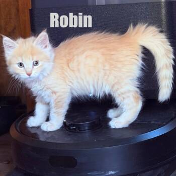 Robin -  Domestic Long Hair Cat for Adoption in Talent, Oregon - Robin | PetCurious