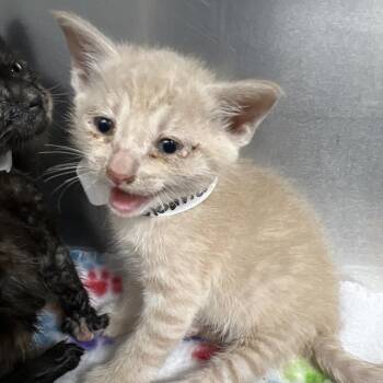 Godrick -  Domestic Short Hair Cat for Adoption in Birmingham, Alabama - Godrick | PetCurious