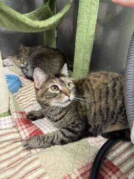 Rescue Domestic Short Hair Cats for Adoption in Sevierville, Tennessee - Zena | PetCurious