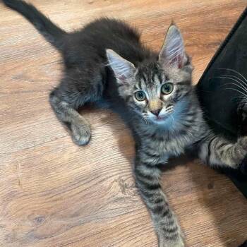 Coral -  Domestic Short Hair Cat for Adoption in Wichita, Kansas - Coral | PetCurious