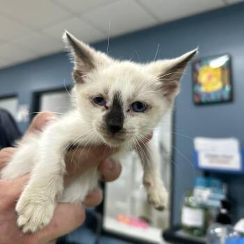 Am -  Domestic Short Hair Cat for Adoption in Newark, New Jersey - Am | PetCurious