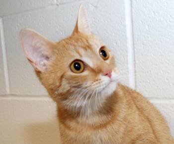 Honeysuckle -  Tabby Cat for Adoption in Euclid, Ohio - Honeysuckle | PetCurious