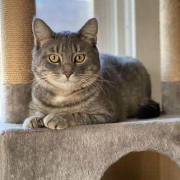 Domestic Short Hair Cats Available for Adoption - Wolfie C11222 | PetCurious