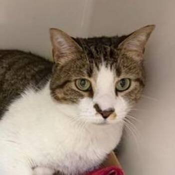 Opie -  Domestic Short Hair Cat for Adoption in La Grange, Kentucky - Opie | PetCurious