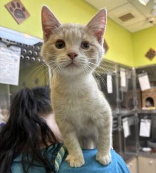 Domestic Short Hair Cats Available for Adoption in Sioux City, Iowa - Mowgli | PetCurious