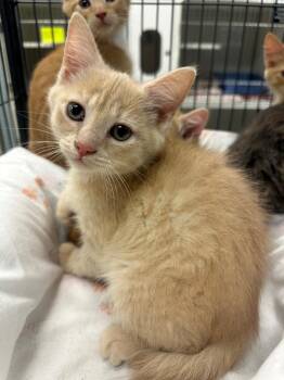 Domestic Short Hair Cats Available for Adoption in Johnson City, Tennessee - Ruffles (Lakeview) | PetCurious