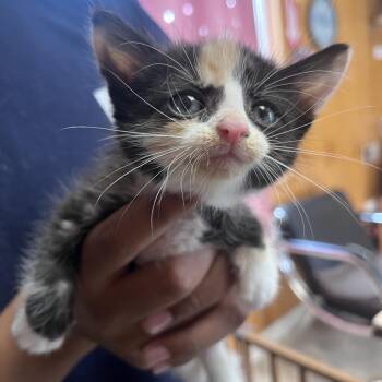 Domestic Short Hair Cats Available for Adoption in San Pablo, California - Miso | PetCurious