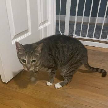 Domestic Short Hair Cats Available for Adoption - Willard | PetCurious