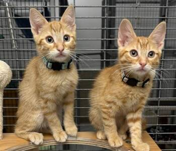 Rescue Tabby Cats for Adoption in Westlake Village, California - Jomo & Jala | PetCurious