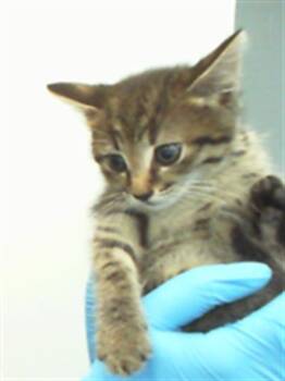 IRVING -  Domestic Short Hair Cat for Adoption in Charlotte, North Carolina - IRVING | PetCurious