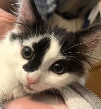Nala -  Maine Coon and Domestic Long Hair Cat for Adoption in Paris, Kentucky - Nala | PetCurious