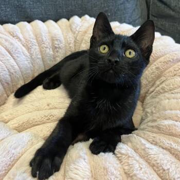 Domestic Short Hair Cats Available for Adoption in Costa Mesa, California - Mr. Worldwide | PetCurious