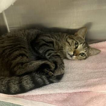 Spark Plug -  Domestic Short Hair Cat for Adoption in Pittsburgh, Pennsylvania - Spark Plug | PetCurious