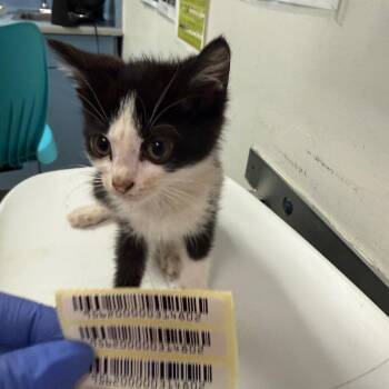 Wasp -  Domestic Medium Hair Cat for Adoption in Charleston, West Virginia - Wasp | PetCurious
