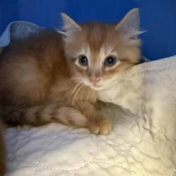 Paxley-C -  Domestic Medium Hair Cat for Adoption in East St. Louis, Illinois - Paxley-C | PetCurious