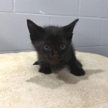 Bolt -  Domestic Short Hair Cat for Adoption in Cabot, Arkansas - Bolt | PetCurious