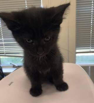 Banana -  Domestic Short Hair Cat for Adoption in Lafayette, Indiana - Banana | PetCurious