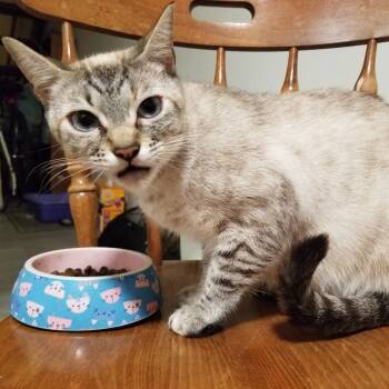 Rescue American Shorthair and Siamese Cats for Adoption in Coos Bay, Oregon - Lavender | PetCurious