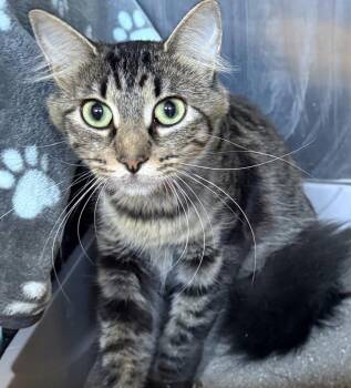 Tulip -  Domestic Medium Hair and Tabby Cat for Adoption in Fremont, Nebraska - Tulip | PetCurious