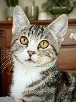 Rescue Domestic Short Hair Cats for Adoption in Greenfield, California - Chevy | PetCurious