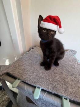 Tuscon -  American Shorthair Cat for Adoption in Bethel Park, Pennsylvania - Tuscon | PetCurious