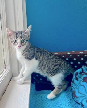 Rescue Domestic Short Hair Cats for Adoption in Houston, Texas - Mia | PetCurious