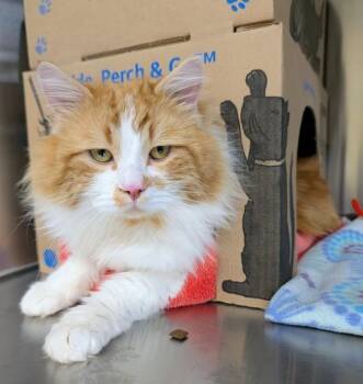 Archie -  Domestic Long Hair Cat Available for Adoption in Sechelt, British Columbia - Archie | PetCurious